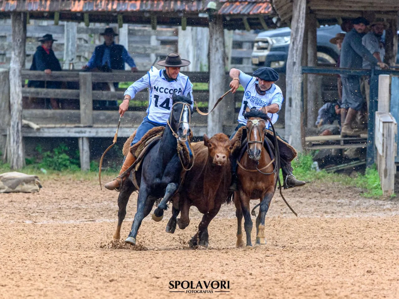 Anderson Nunes conduzindo o gado em prova de campo, com o cavalo em plena velocidade
