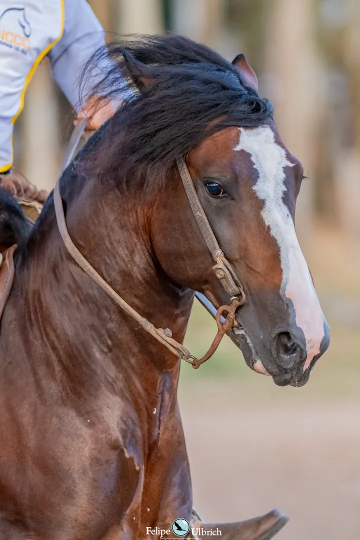 Retrato de cavalo marrom com estrela na testa